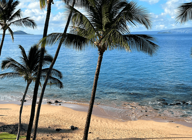 Tropical beach with palm trees